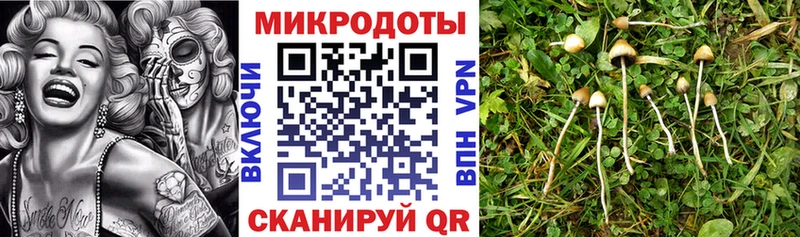 Псилоцибиновые грибы Cubensis  как найти   Зубцов 